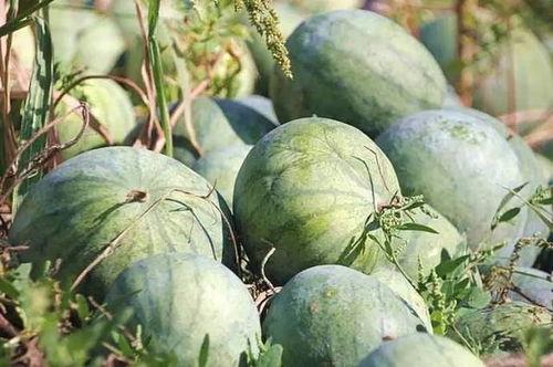 吃瓜娱乐木木子,木木子带你领略娱乐圈的欢乐时光