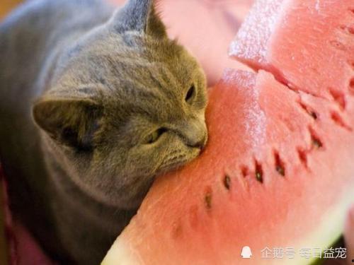 娱乐吃瓜猫嘎嘎