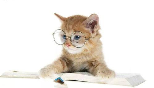 娱乐吃瓜酱猫咪头套,揭秘“吃瓜酱”猫咪的趣味生活