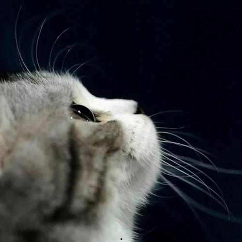 娱乐吃瓜酱猫咪头套,揭秘“吃瓜酱”猫咪的趣味生活