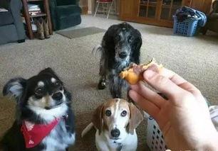 娱乐吃瓜养狗视频大全,娱乐吃瓜，狗狗视频大全集锦