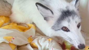 娱乐吃瓜酱狐狸